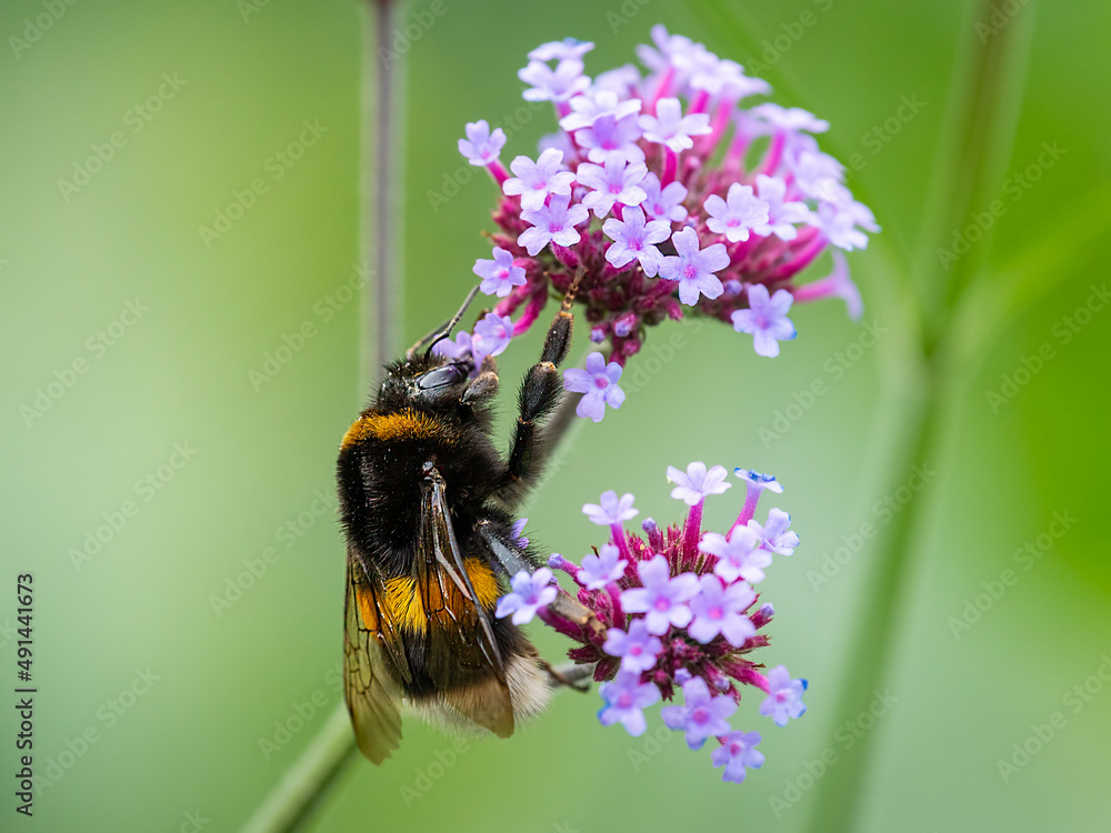 A large earth bumblebee feeding on a pretty verbena A large earth bumblebee feeding on a pretty verbena
