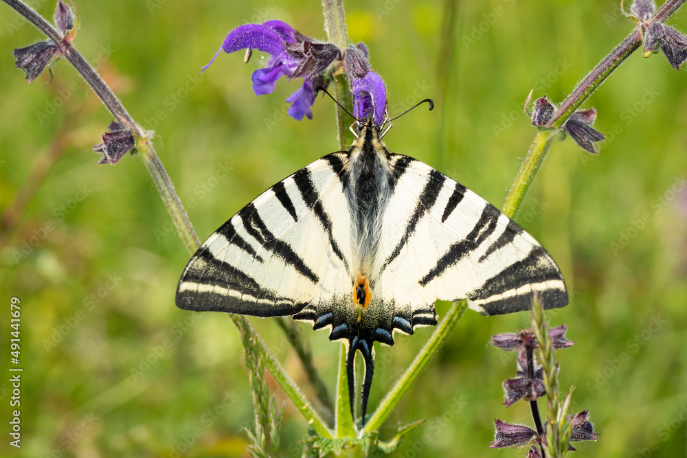 A scarce swallowtail feeding on sage blossoms A scarce swallowtail feeding on sage blossoms