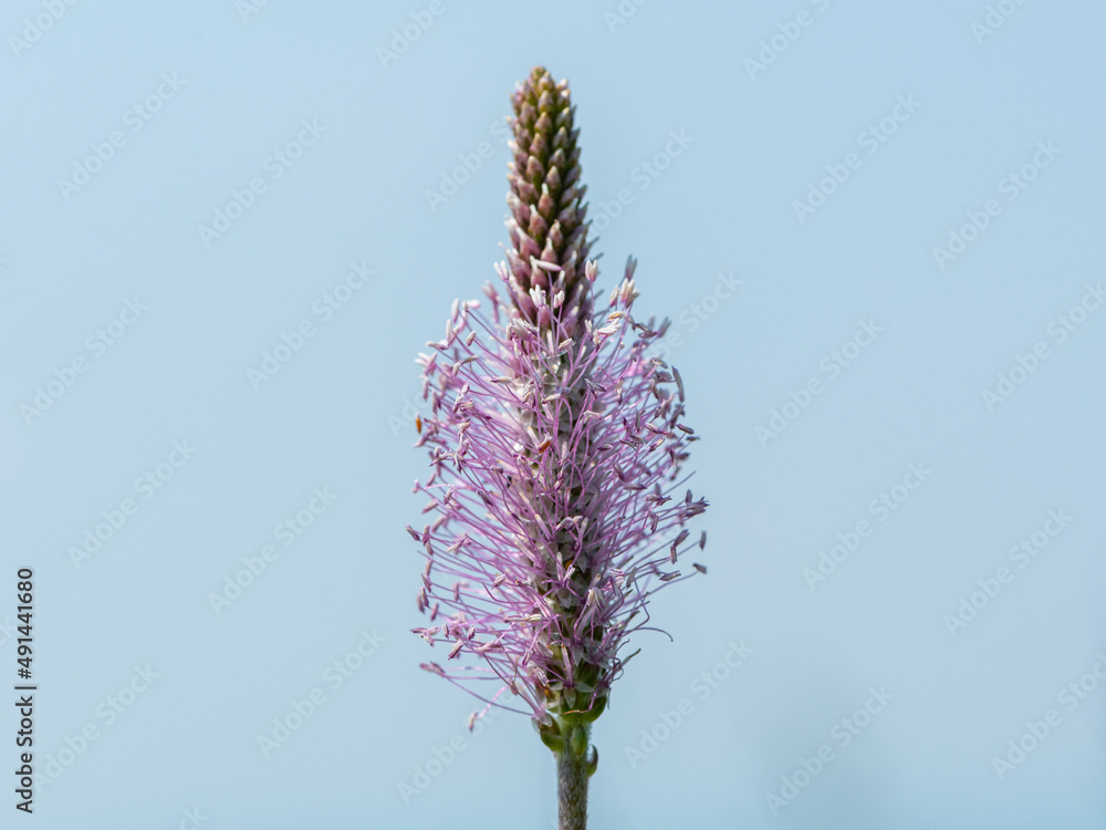 Closeup of a pink hoary plantain inflorescence Closeup of a pink hoary plantain inflorescence