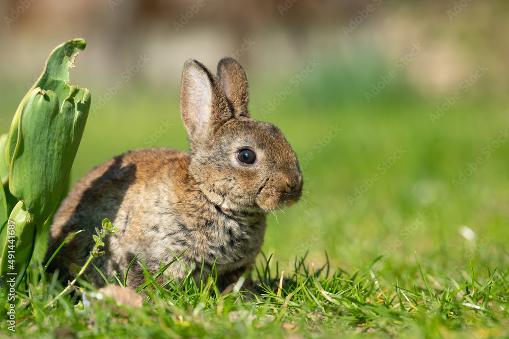 Fototapeta premium A very young rabbit sitting in the grass