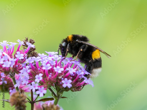 A large earth bumblebee feeding on a pretty verbena © Stefan