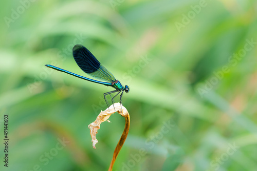 A male banded demoiselle resting on a plant photo