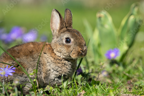 A very young rabbit sitting in the grass photo