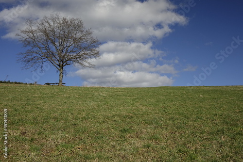 Steep hill with green meadow  empty tree and bench  blue Siegerland winter sky  low angle view  horizontal   Ruckersfeld  NRW  Germany