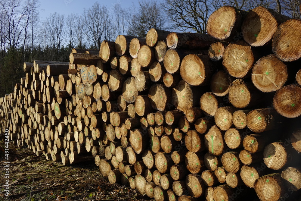 Stack of freshly cut logs in the Siegerland forest, sunny winter day (horizontal), Ruckersfeld, NRW, Germany