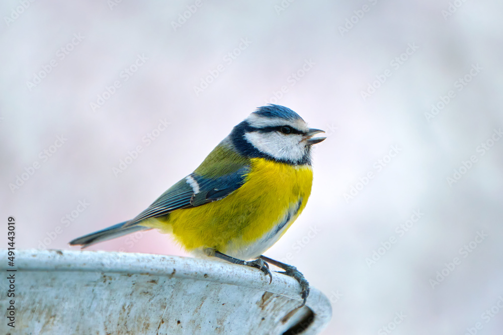 Yellow wild tit bird looking for food on cold winter day Yellow wild tit bird looking for food on cold winter day