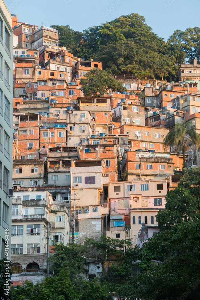 favela peacock in copacabana in Rio de Janeiro.