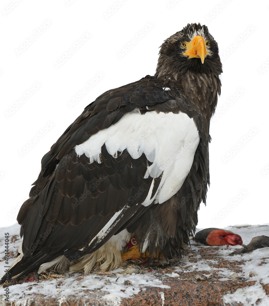 Fototapeta premium Steller's Sea-eagle (Haliaeetus pelagicus) with fish in winter