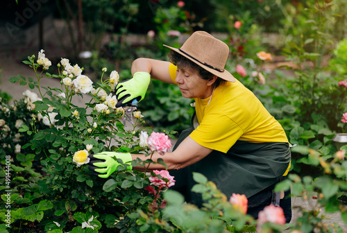Senior woman gardener in a hat working in her yard and trimming flowers with secateurs. The concept of gardening, growing and caring for flowers and plants. © bondvit