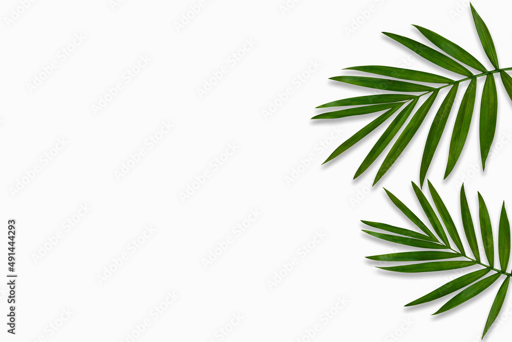green palm leaf branches on white background. flat lay, top view green palm leaf branches on white background. flat lay, top view