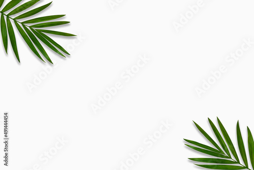 green palm leaf branches on white background. flat lay  top view