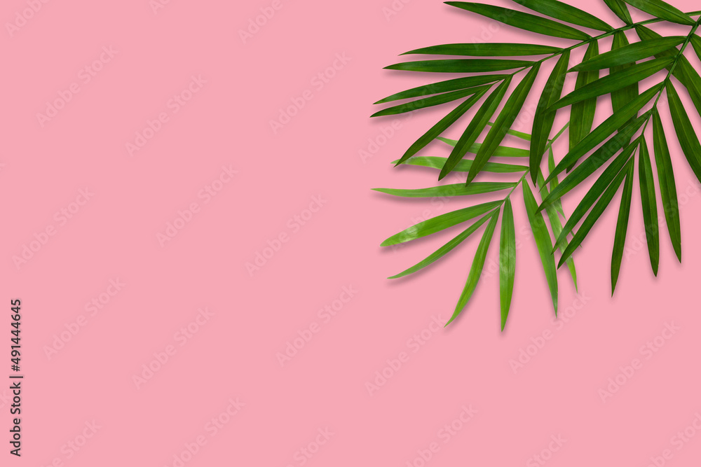 green palm leaf branches on pink background. flat lay, top view green palm leaf branches on pink background. flat lay, top view