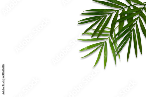 green palm leaf branches on white background. flat lay  top view