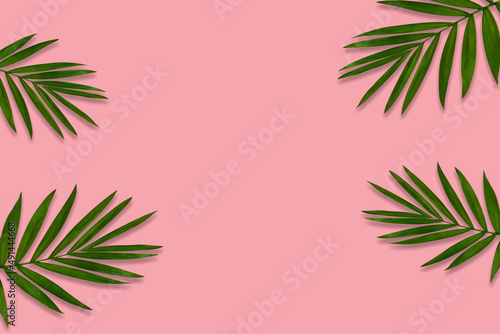 green palm leaf branches on pink background. flat lay, top view