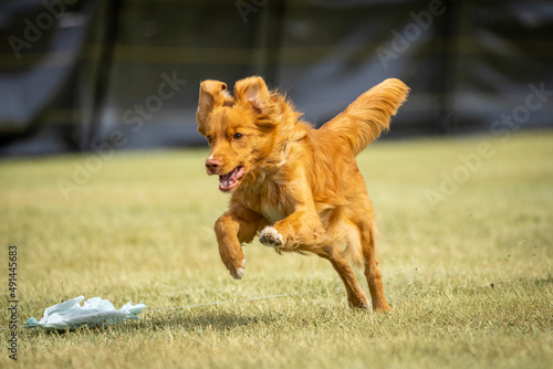 Nova Scotia Duck Toller dog on the lure course