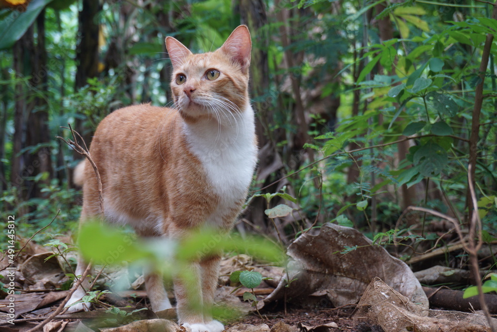 cute orange cat with very adorable pity face cute orange cat with very adorable pity face