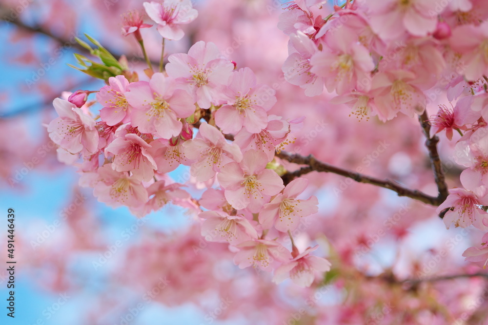 華のピンクと空のアオ 華のピンクと空のアオ