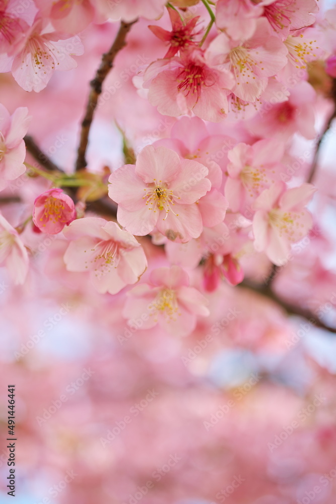 桜咲く、季節が進む 桜咲く、季節が進む