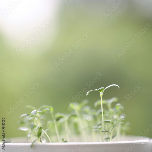 basil green vegetable sprout growing