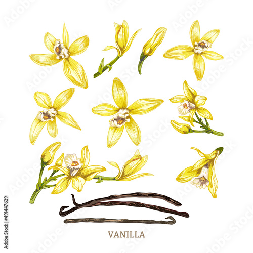 157_ vanilla_set of vanilla orchid flowers and buds, vanilla dry sticks, stitches, realistic vector illustrations isolated on a white background photo