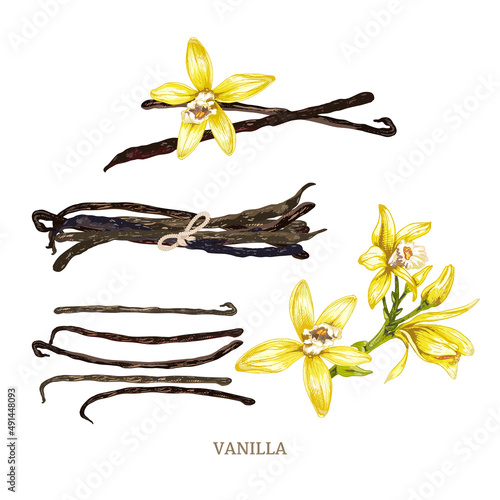 156_ vanilla_set of vanilla dry sticks, vanilla orchid fruits, flowers, realistic vector illustrations isolated on white background
