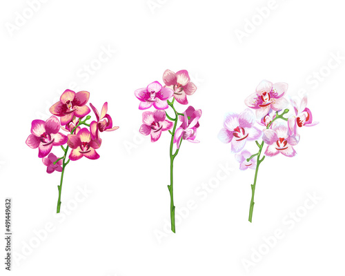 152_orchid_vector realistic illustration of orchid flowers, set of peduncles, pink tropical design elements for perfumery, cosmetics, personal care products,