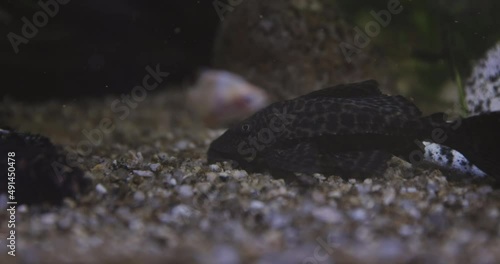 Slow motion footage of an aquarium with exotic and colorful fish. Otocinclus Affinis photo