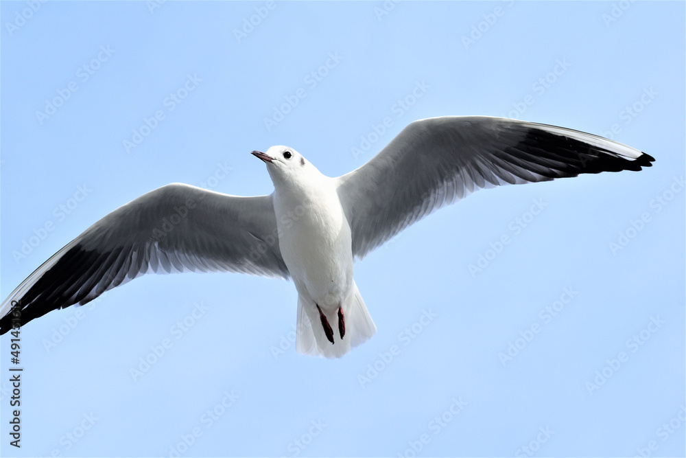 ユリカモメ カモメ 蒲郡 竹島 ユリカモメ カモメ 蒲郡 竹島