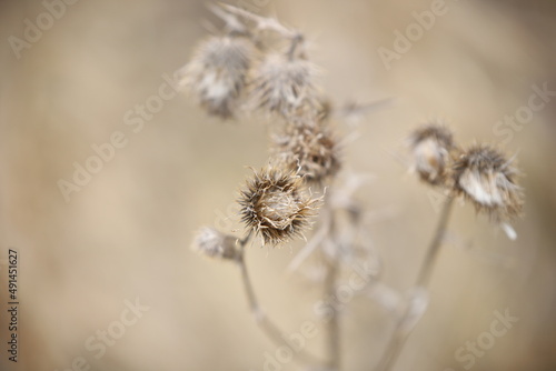 beautiful photo of dried flowers in nature