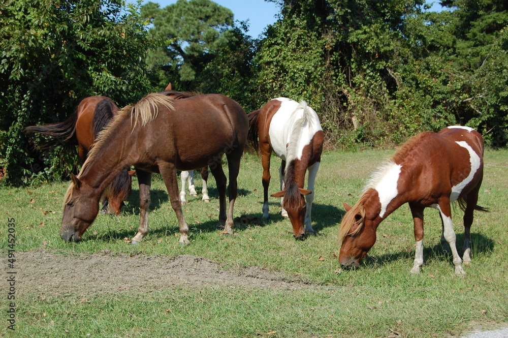 Wild horses grazing on the green grass growing on Assateague Island, Worcester County, Maryland. Wild horses grazing on the green grass growing on Assateague Island, Worcester County, Maryland.
