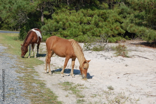 Wild horses feeding on the dune grass on Assateague Island, in Worcester County, Maryland.