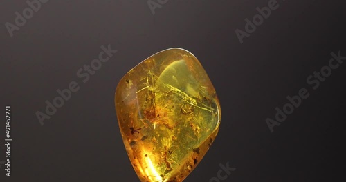 rotation of amber with Insects (cricket, spiders, beetles, ants and mosquito). black background