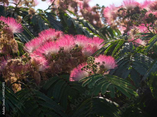 Fleurs de l'arbre à soie - L'ALBIZIA photo