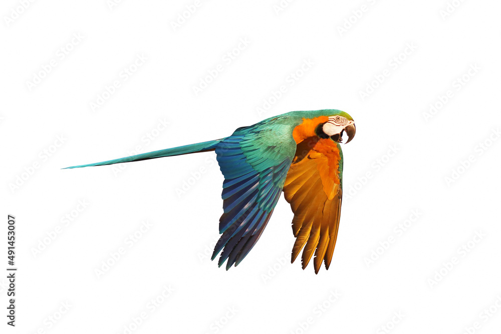 Beautiful macaw parrot flying isolated on white.