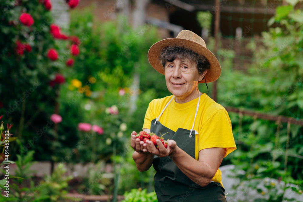 Senior woman gardener in a hat works in her yard and grows and harvests strawberries. The concept of gardening, farming and strawberry growing