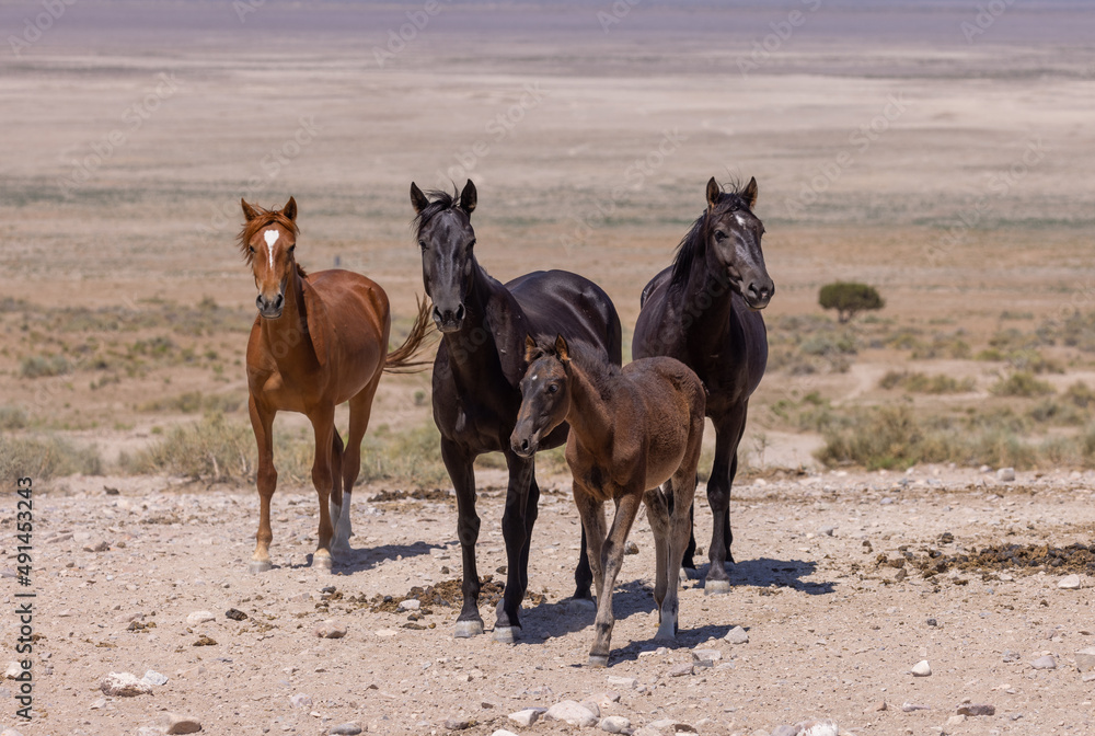 Wild horses in Summer in the Utah Desert