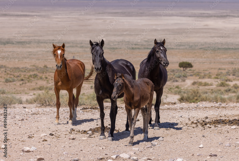 Wild horses in Summer in the Utah Desert Wild horses in Summer in the Utah Desert