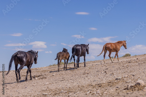Wild horses in Summer in the Utah Desert © natureguy