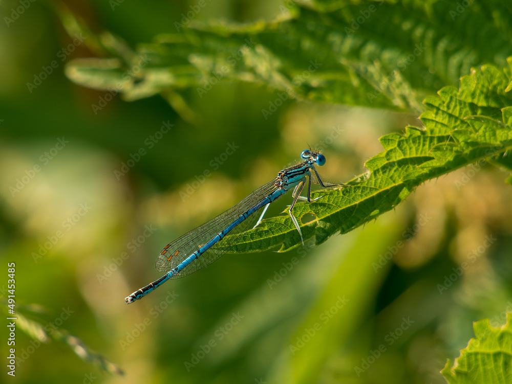 Blue dragonfly on a green leaf Blue dragonfly on a green leaf