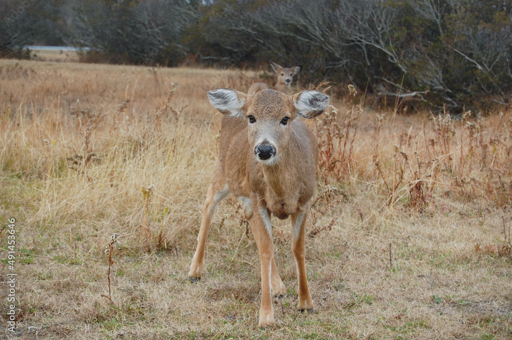 Whitetail deer living on Assateague Island, in Worcester County, Maryland.