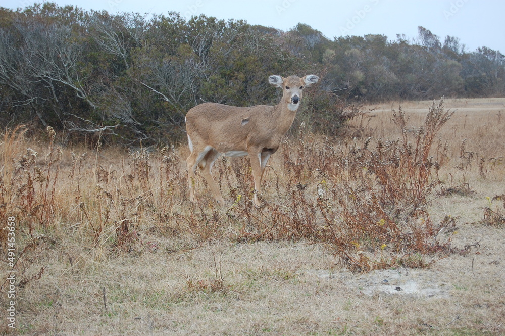 Fototapeta premium Whitetail deer living on Assateague Island, in Worcester County, Maryland.