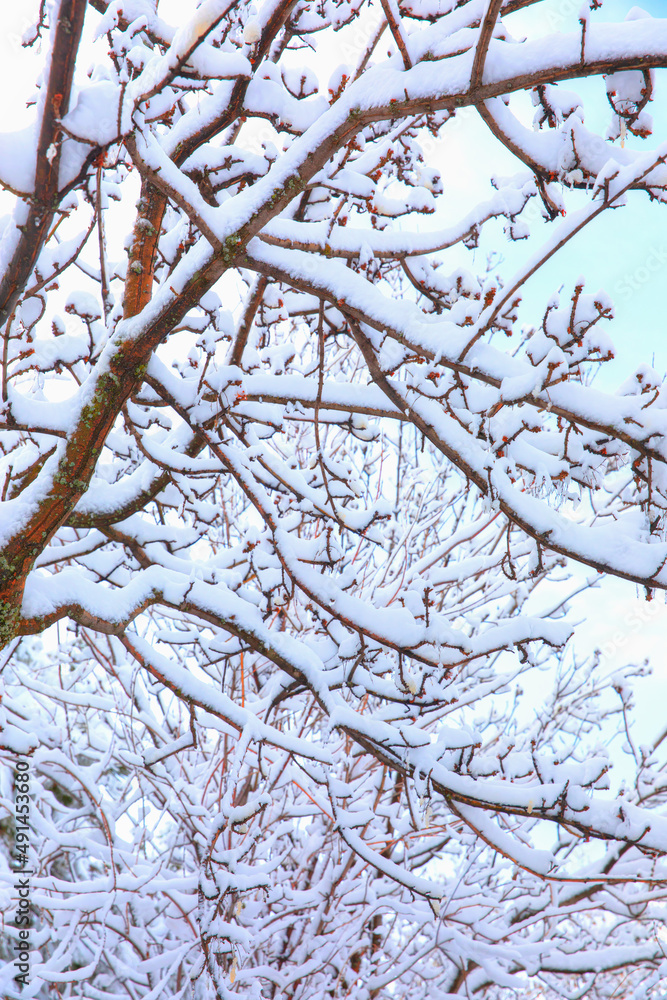 Tree branches covered with hoarfrost or snow Tree branches covered with hoarfrost or snow