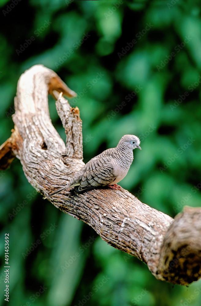 TORTORA SP. TORTORA SP.