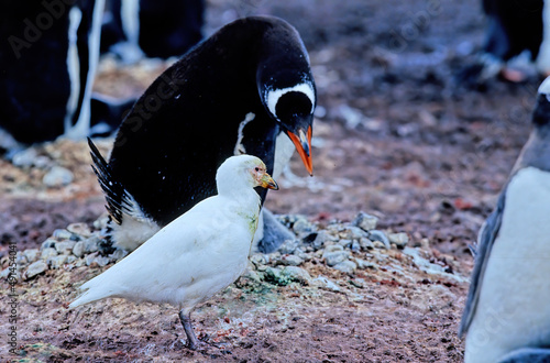 Snowy sheathbill photo