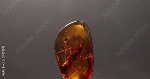 rotation of amber with insects of cricket and a fly on black background
