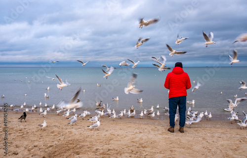 Single person feeding herd of laughing gulls and other sea birds in winter season at Baltic sea beach offshore Gdynia Orlowo of Tricity in Pomerania region of Poland