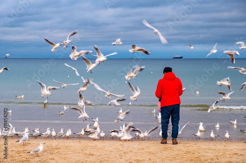 Fototapeta Naklejka Na Ścianę i Meble -  Single person feeding herd of laughing gulls and other sea birds in winter season at Baltic sea beach offshore Gdynia Orlowo of Tricity in Pomerania region of Poland