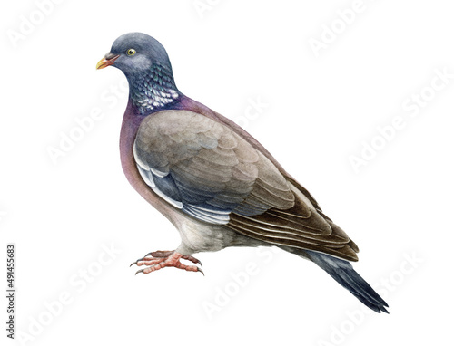 Wood pigeon bird. Watercolor realistic illustration. Hand drawn Columba palumbus avian. European forest bird. Wood pigeon on white background. Beautiful wildlife bird