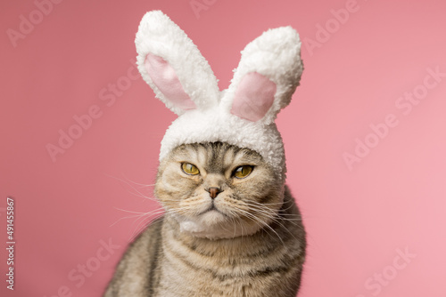 Portrait of a disgruntled cat with rabbit ears on a pink background. Easter concept