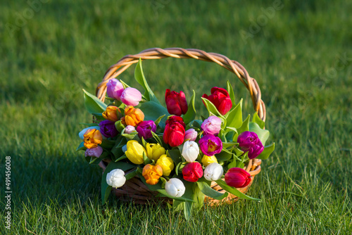 Colorful fresh tulips in wicker basket